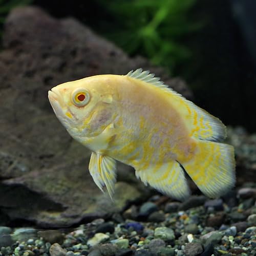 Amazon | (熱帯魚)レモン タイガー オスカー （約6-8cm）（1匹）[生体
